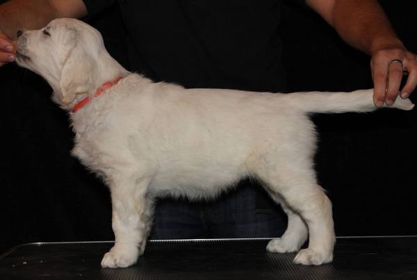 Mrs Orange 8 weeks.jpg